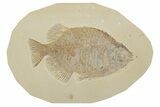 Fossil Fish (Phareodus) - Uncommon Species #198770-1
